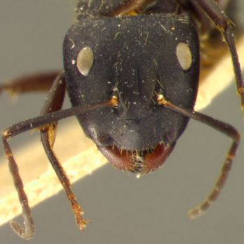 Media type: image; Entomology 22839   Aspect: head frontal view